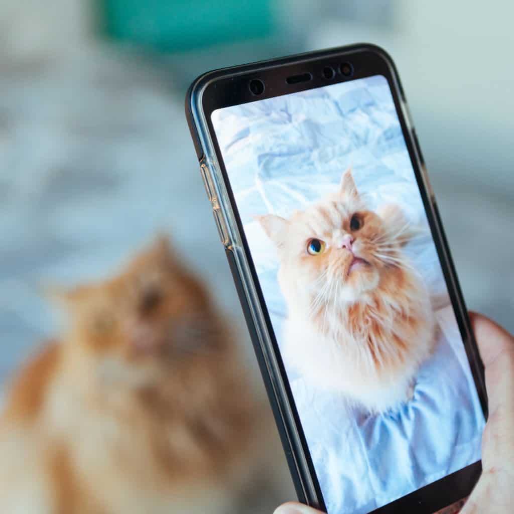 วิธีเช็กอารมณ์น้องแมวด้วย AI ผ่านแอปบนมือถือ