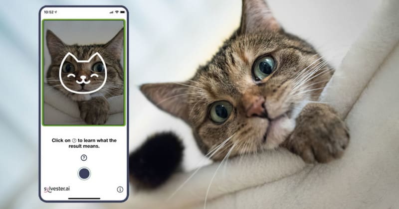 วิธีเช็กอารมณ์น้องแมวด้วย AI ผ่านแอปบนมือถือ